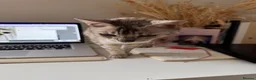 Bengal cats for sale: Snow bengal in need of new home in Sale - Advert 4