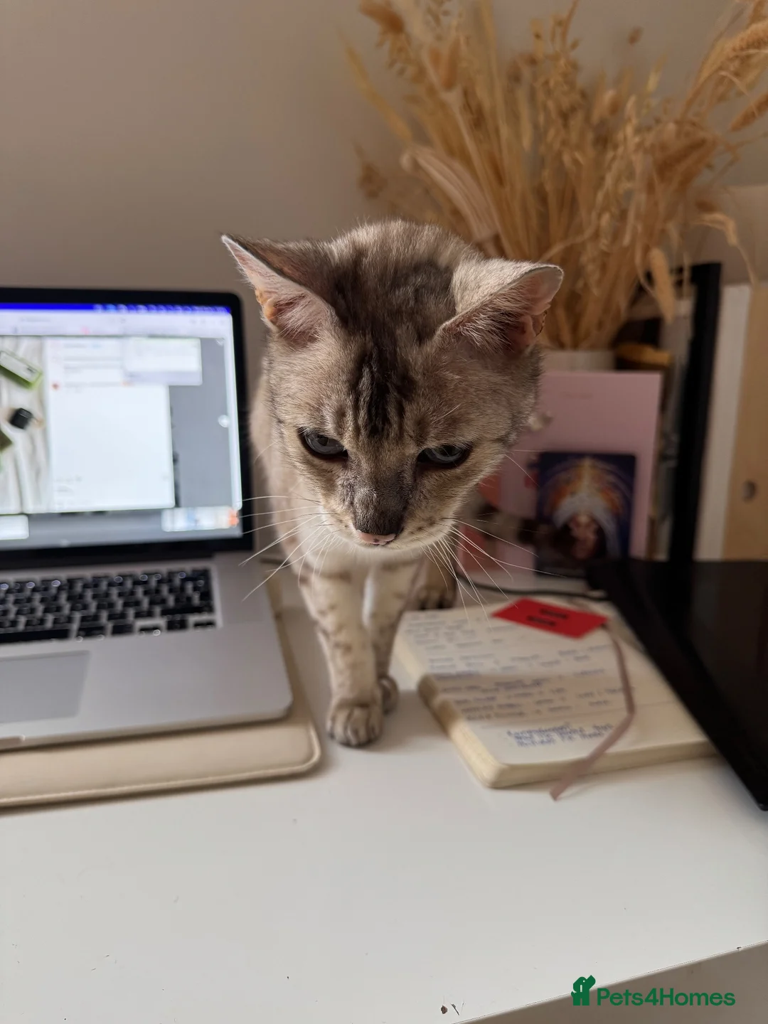 Bengal cats for sale: Snow bengal in need of new home in Sale - Advert 4
