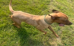 Rhodesian Ridgeback dogs for sale: Lady  - Image 2