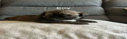Shih Tzu dogs for sale: These 4 bundles of joy are so cute and cuddly  in Maidstone - Advert 6