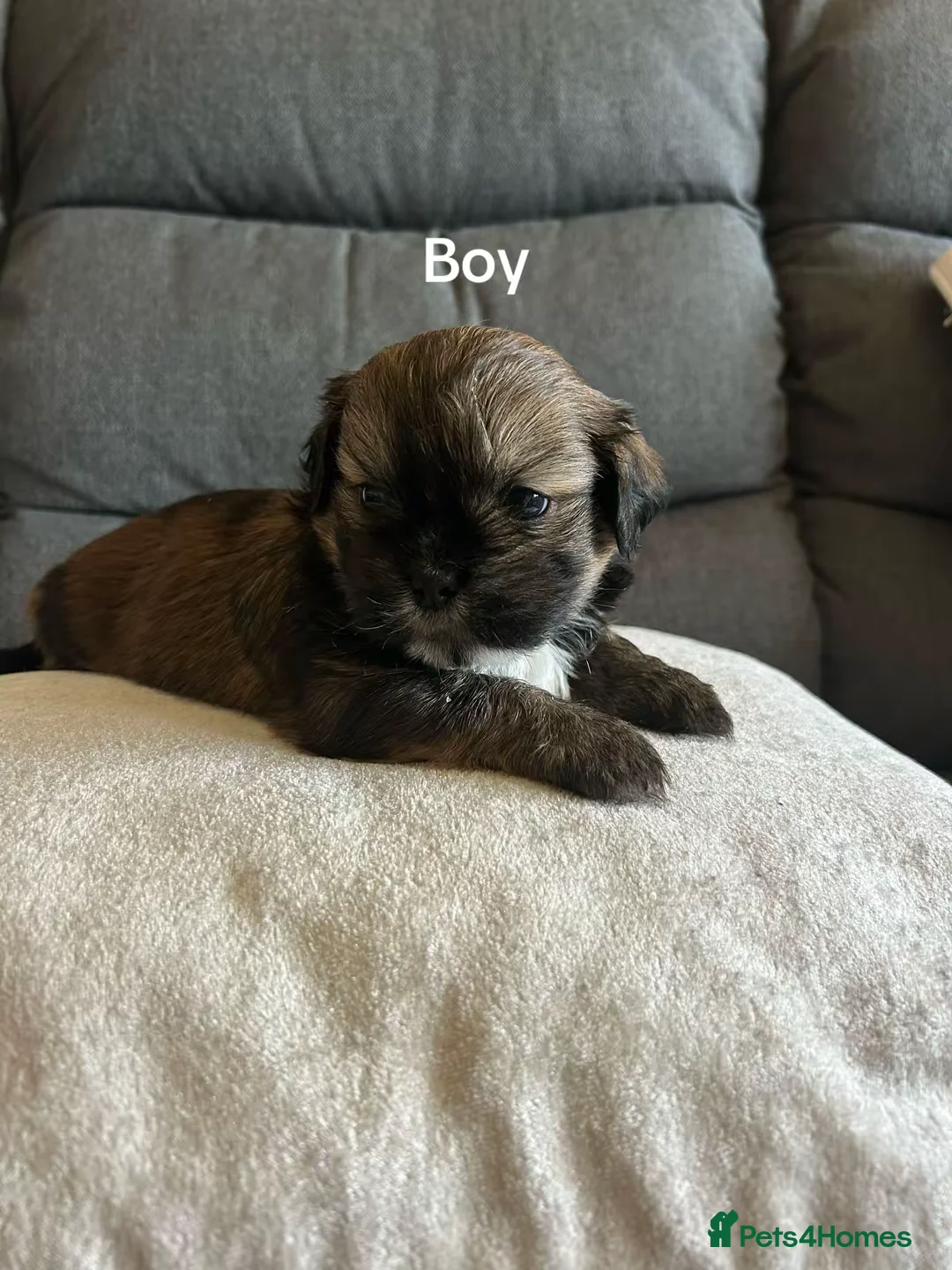 Shih Tzu dogs for sale: These 4 bundles of joy are so cute and cuddly  in Maidstone - Advert 6
