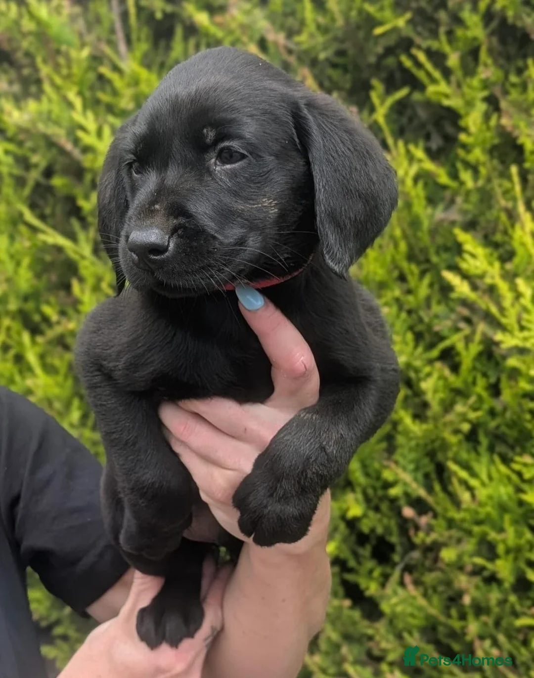 Labrador Retriever dogs for sale: KC Reg Labrador Puppies  in Bradford - Advert 2