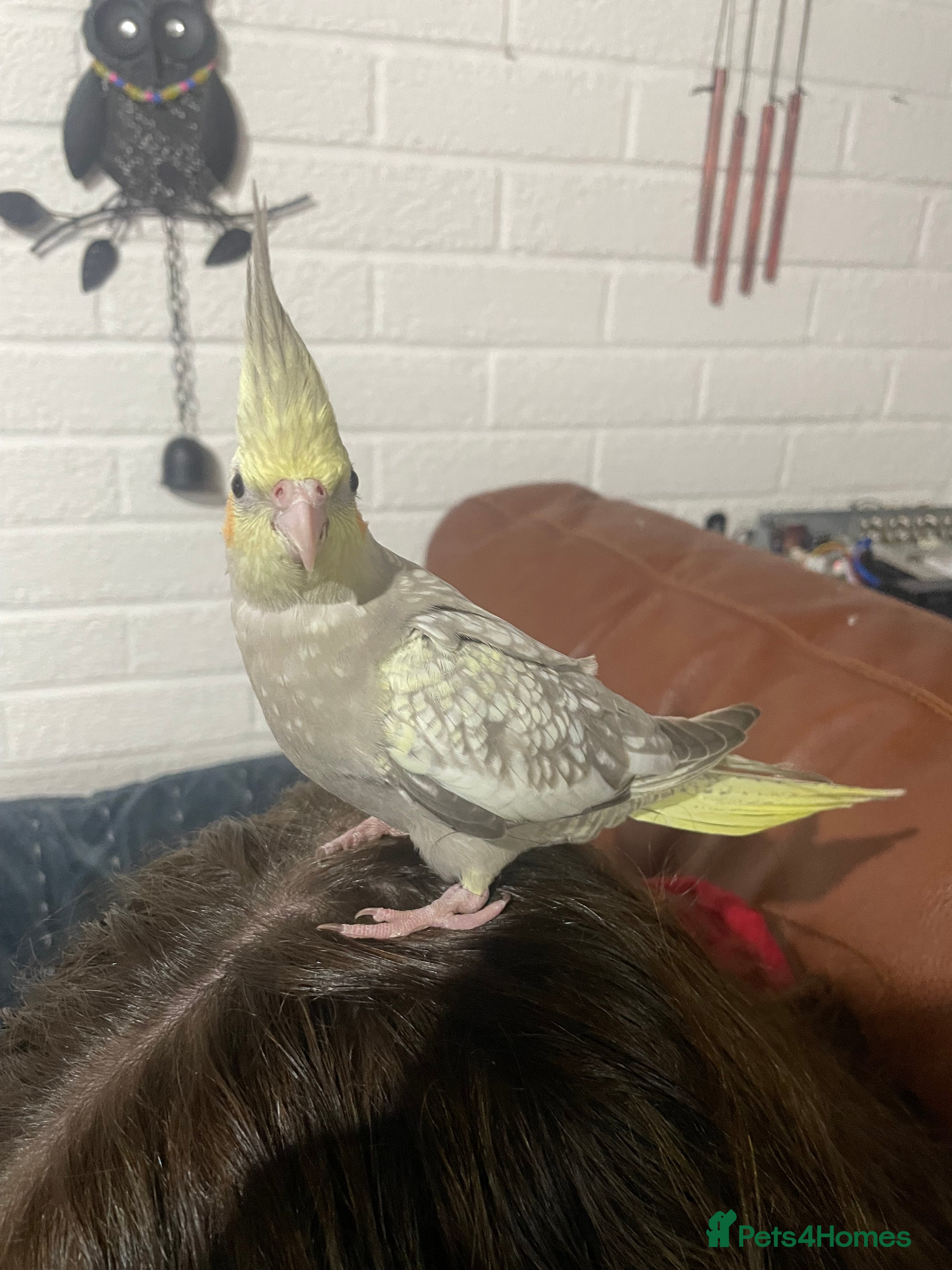 Cockatiels birds Baby pearl cockatiel hand tame and friendly  - Advert 1