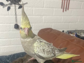 Cockatiels birds Baby pearl cockatiel hand tame and friendly - Advert 1