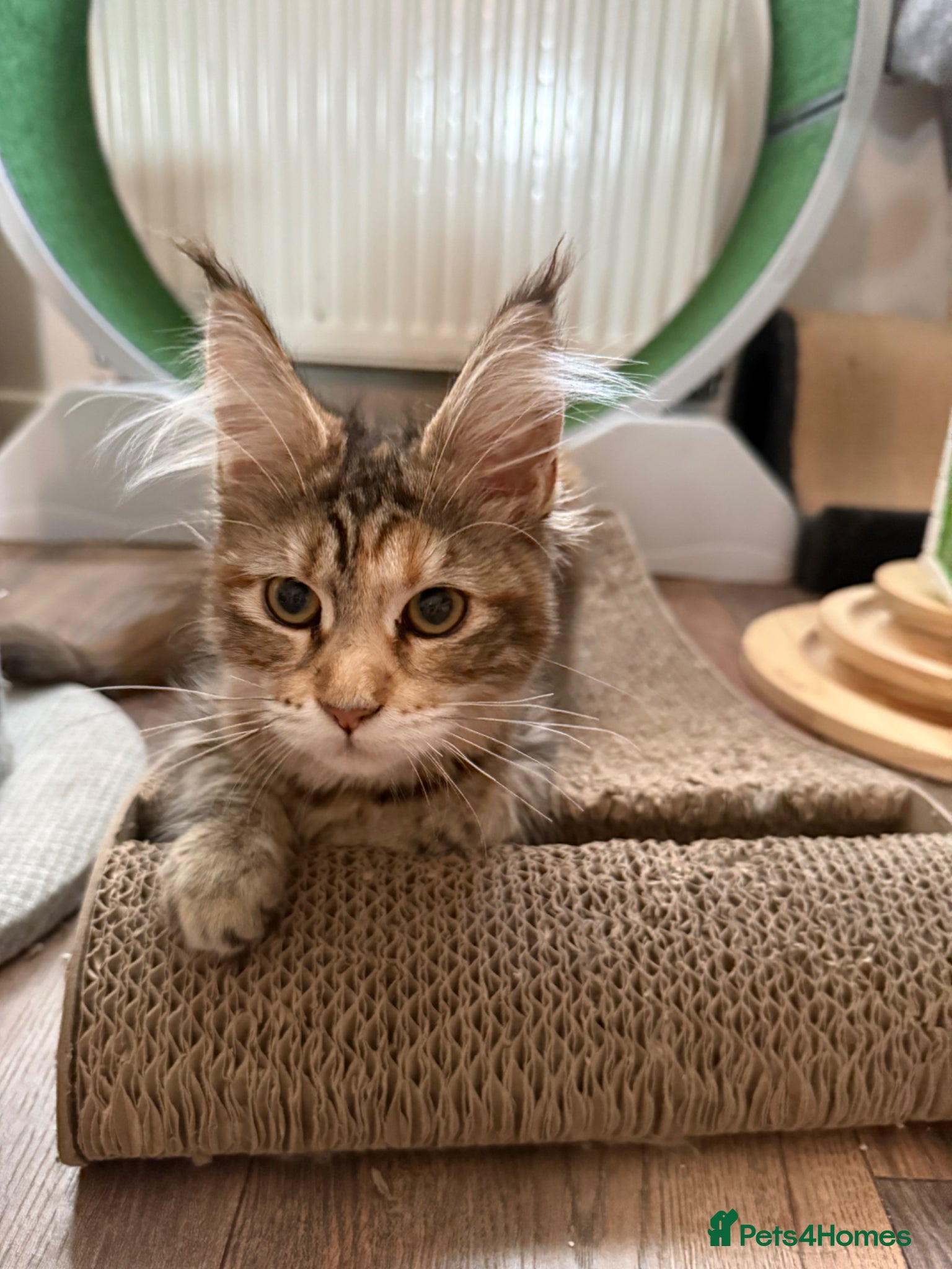 Maine Coon cats Female Maine coon - Advert 1