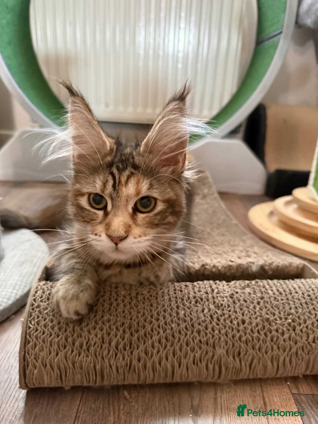 Maine Coon cats for sale: Female Maine coon - Advert 1