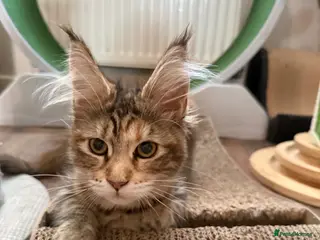 Maine Coon cats Female Maine coon - Advert 1