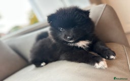 Pomsky dogs for sale: Pomsky Puppies  - Image 23