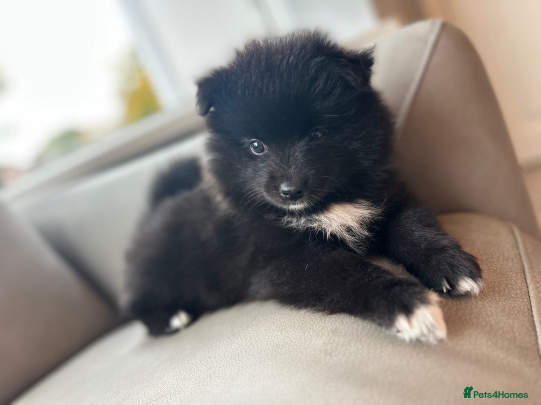 Pomsky dogs for sale: Pomsky Puppies  - Image 23