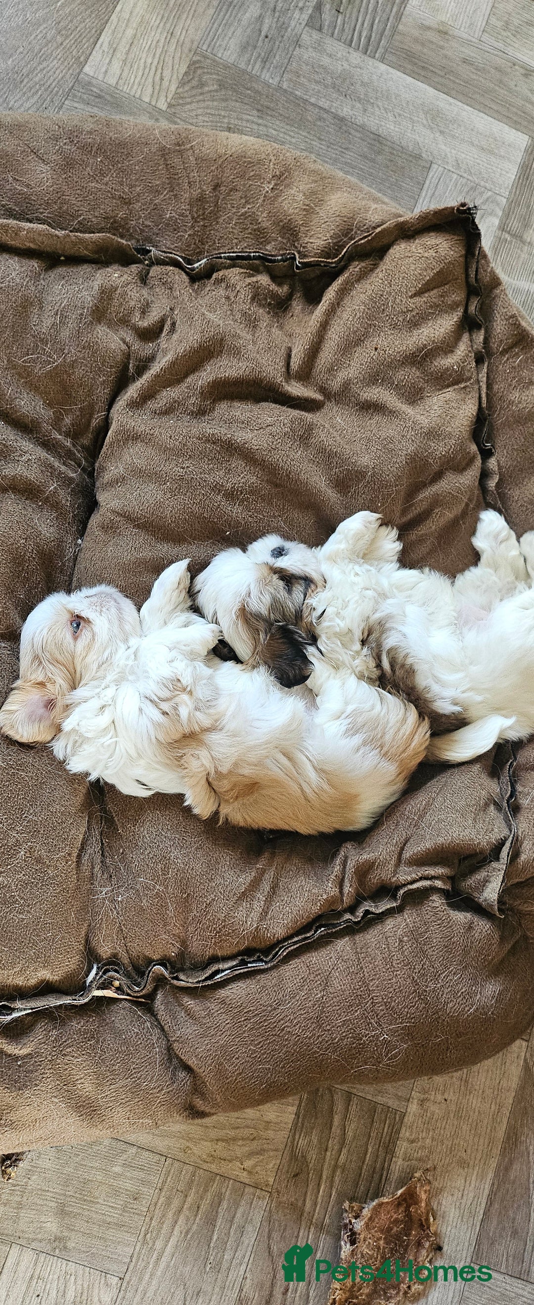 Mixed Breed dogs for sale: 4 beautiful little puppies chihuahua/shih tzu X - Advert 26