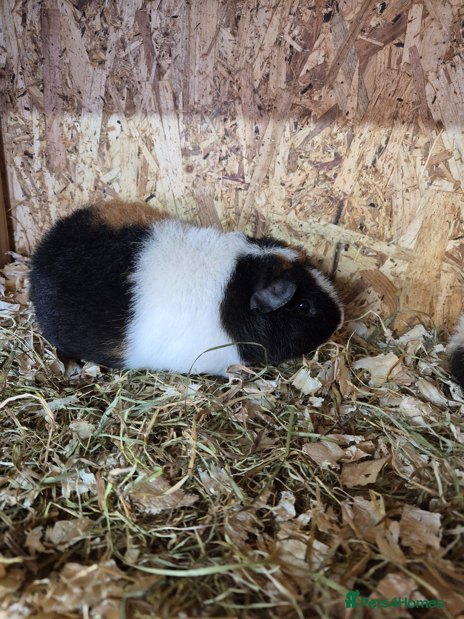 Guinea Pig rodents Teddy boys  - Advert 20