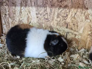 Guinea Pig rodents Teddy boys - Advert 20