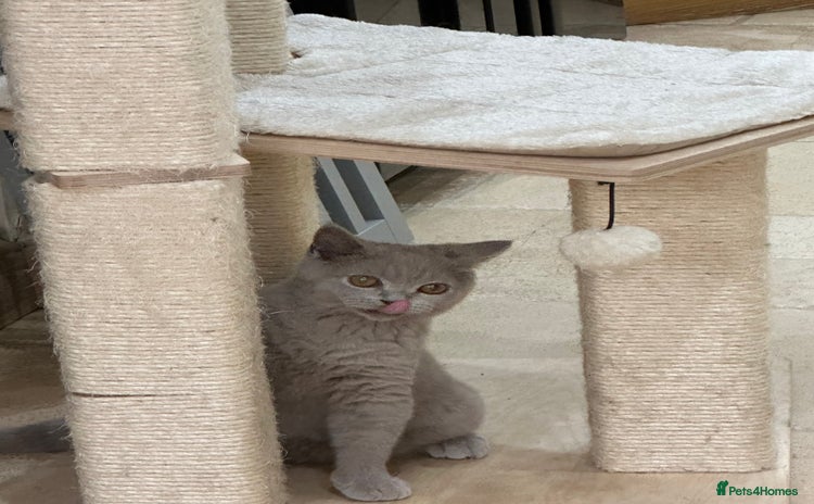 British Shorthair cats - Advert 7