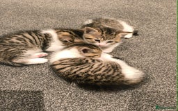 Scottish Fold cats for sale: Looking for my first home - Image 5