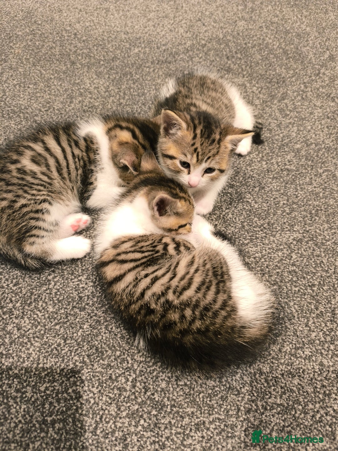 Scottish Fold cats for sale: Looking for my first home - Image 5