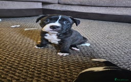 Mixed Breed dogs for sale: Staff x mastiff puppies 4 boy 3 girls - Image 3