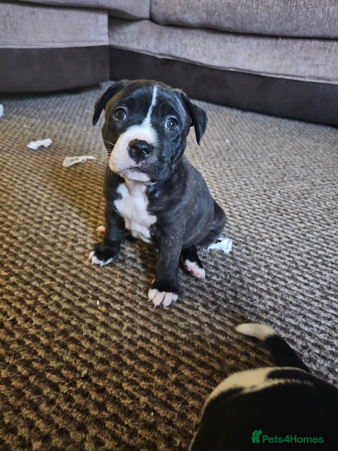 Mixed Breed dogs for sale: Staff x mastiff puppies 4 boy 3 girls - Image 3