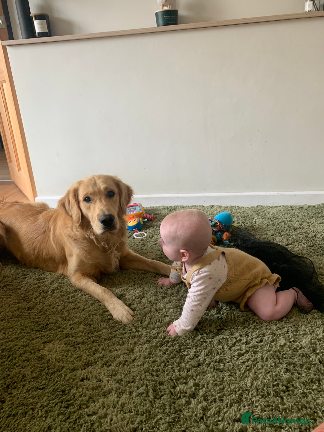 Golden Retriever dogs for sale: Beautiful golden retriever litter 🐶⭐️ - Image 33