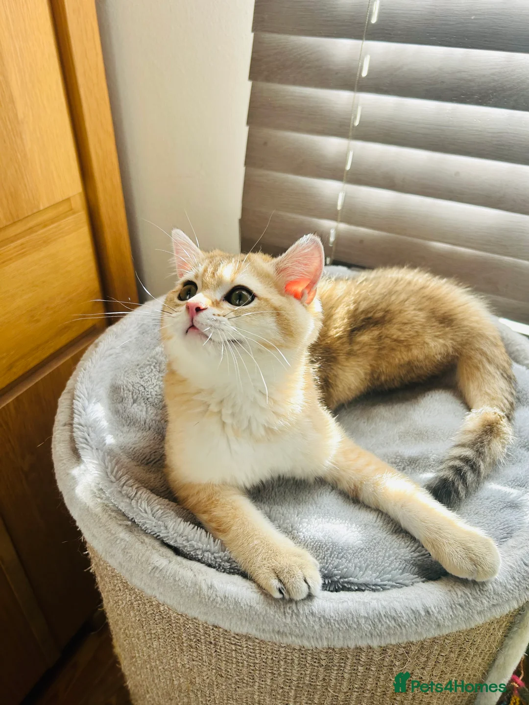 Scottish Fold cats for sale: Beautiful Golden Chinchilla kittens  - Advert 14