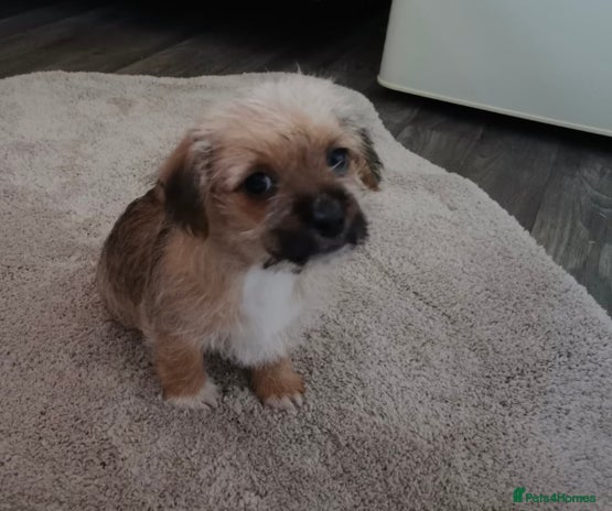 Mixed Breed dogs Pup’s for sale - Advert 10