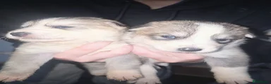 Shepsky Puppy 4