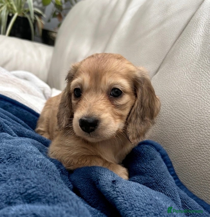 Dachshund dogs Mini Long haire Dachshund - Advert 4