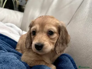 Dachshund dogs Mini Long haire Dachshund - Advert 4