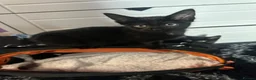 Mixed Breed cats for sale: 3 beautiful kittens  in Stafford - Advert 8