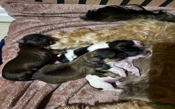 Shorkie dogs for sale: Shorkie pups - Image 9