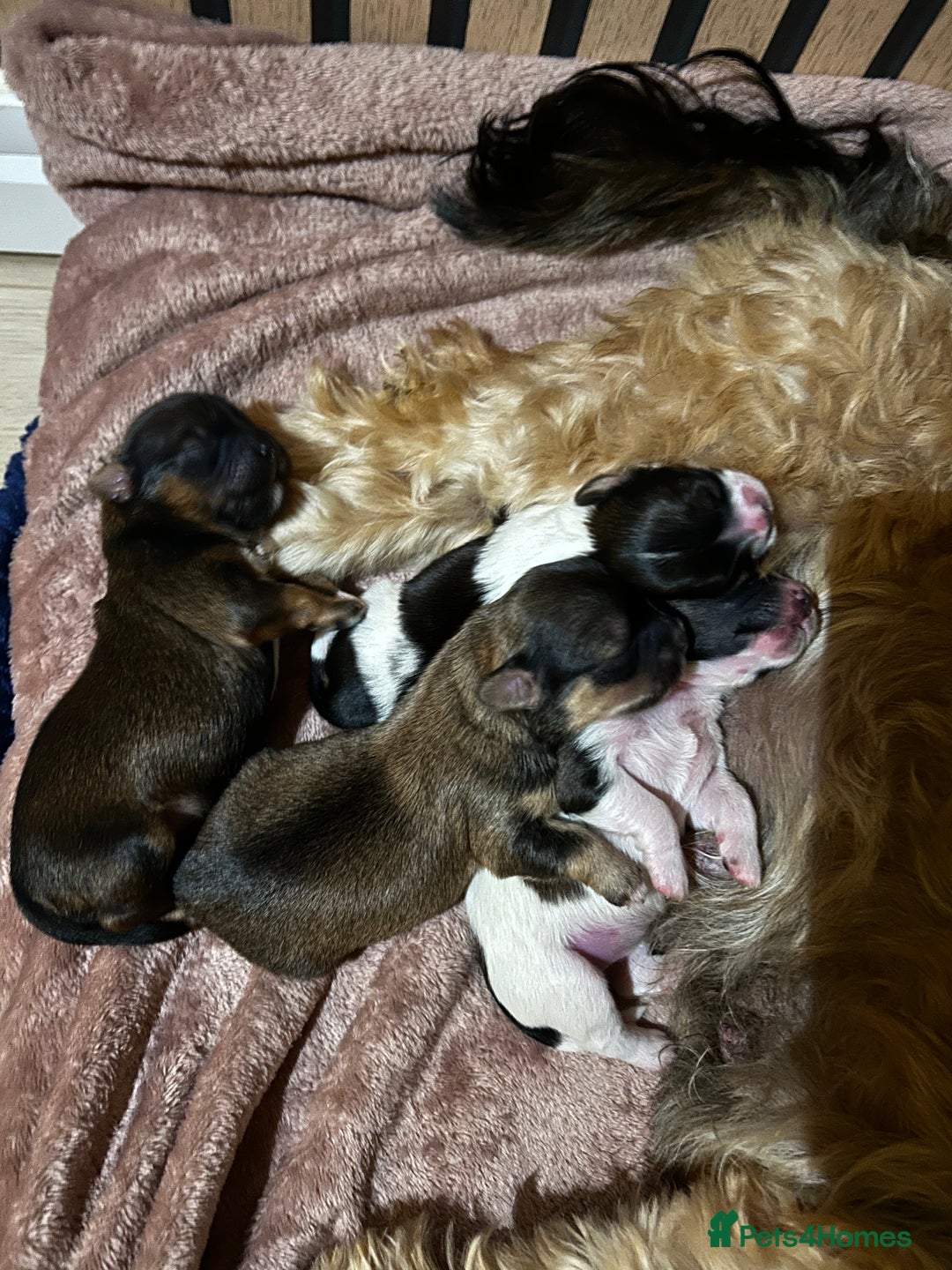 Shorkie dogs for sale: Shorkie pups - Image 9