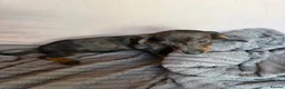 Miniature Dachshund dogs for sale: Miniature dachshund puppies for sale in Stevenage - Advert 8