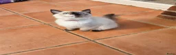 Ragdoll cats for sale: GCCF Reg. Ragdoll kittens. Ready now! - Advert 12