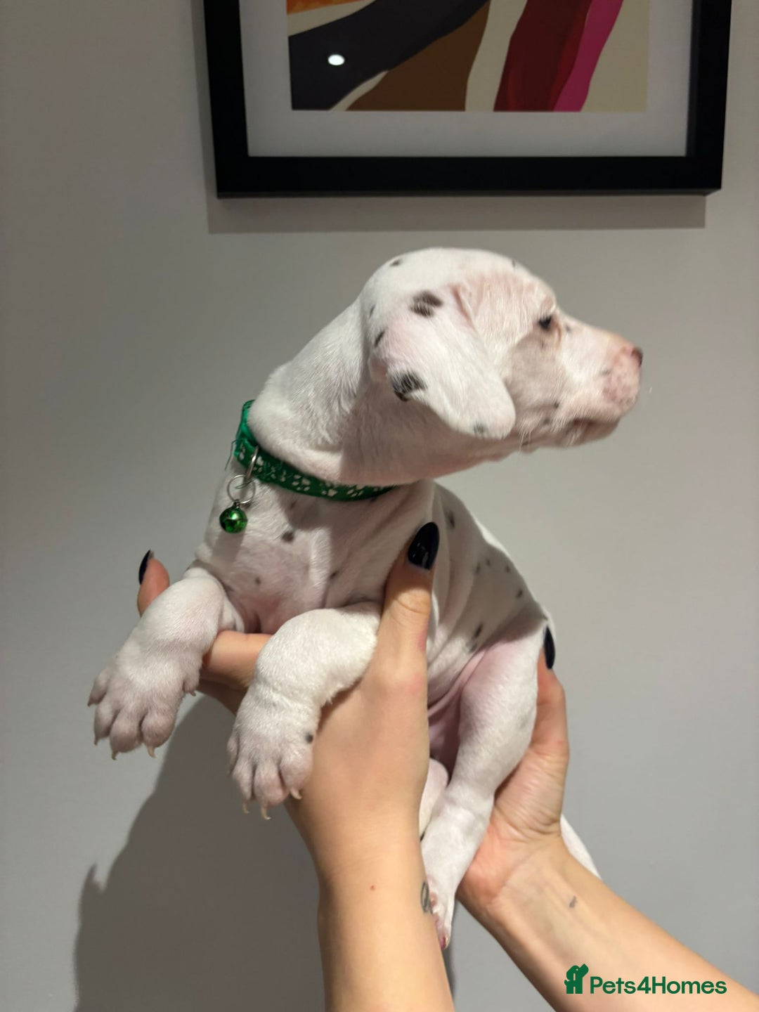 Dalmatian dogs for sale: Dalmatians for Sale (Last 2 Boys Left) - Advert 24