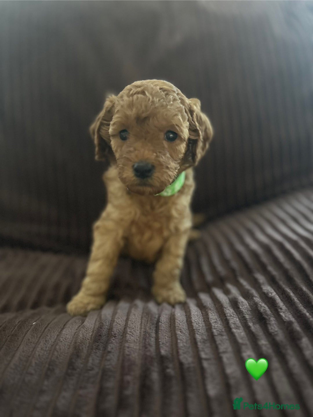 Cavapoo dogs for sale: Toy cavapoo  - Advert 18