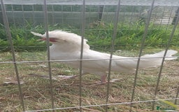 Chickens poultry for sale: 10 x Roosters *FREE*POLISH,serama,pekin *FREE* in Spilsby - Image 10