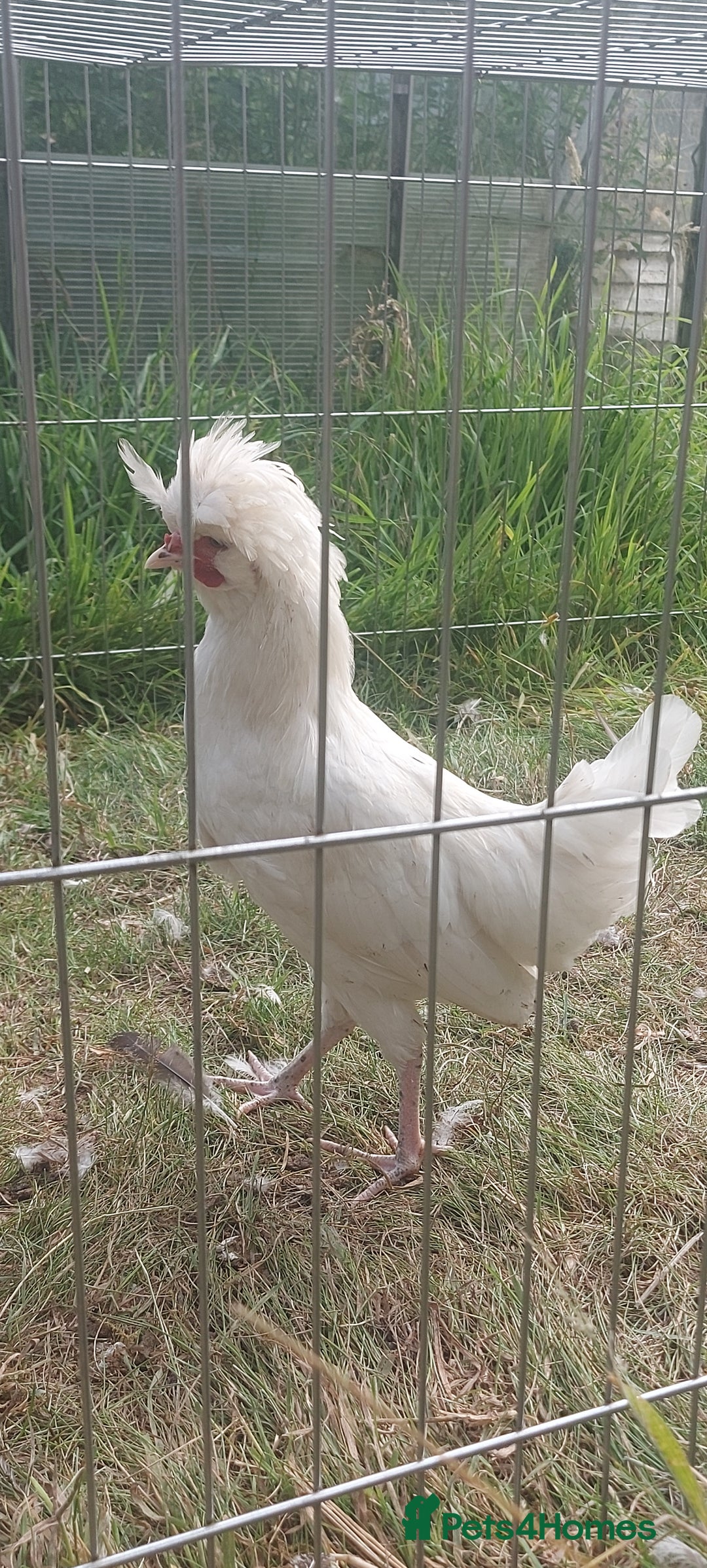 Chickens poultry for sale: 10 x Roosters *FREE*POLISH,serama,pekin *FREE* in Spilsby - Image 10