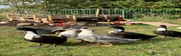 Ducks poultry for sale: 2 x magpie hybrid drakes  in Leeds - Advert 1