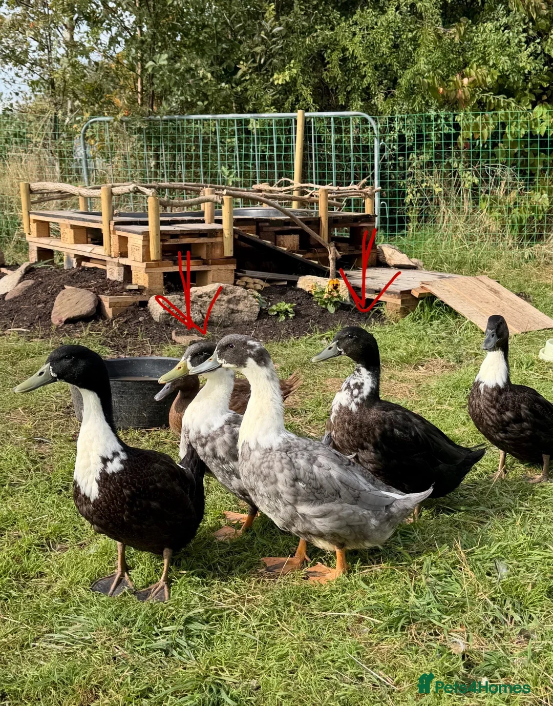 Ducks poultry for sale: 2 x magpie hybrid drakes  in Leeds - Advert 1