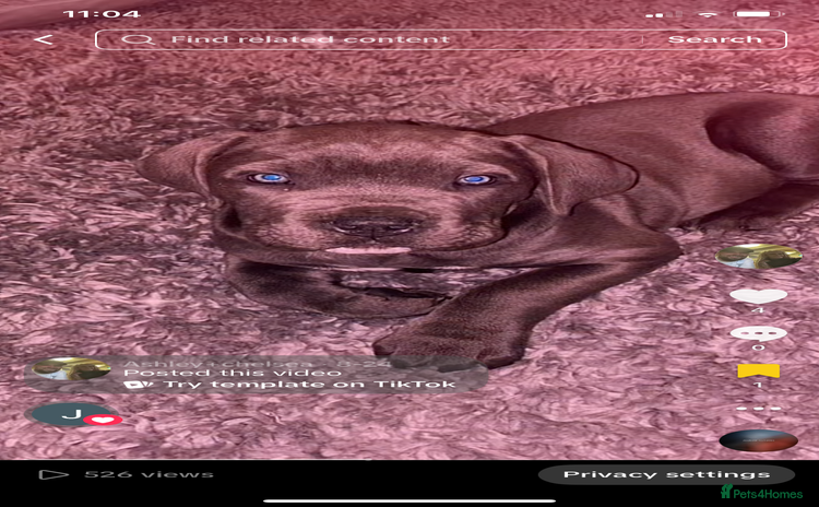 Cane Corso dogs - Advert 1