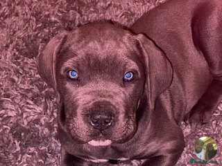 Cane Corso dogs - Advert 1