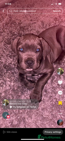 Cane Corso dogs - Advert 1