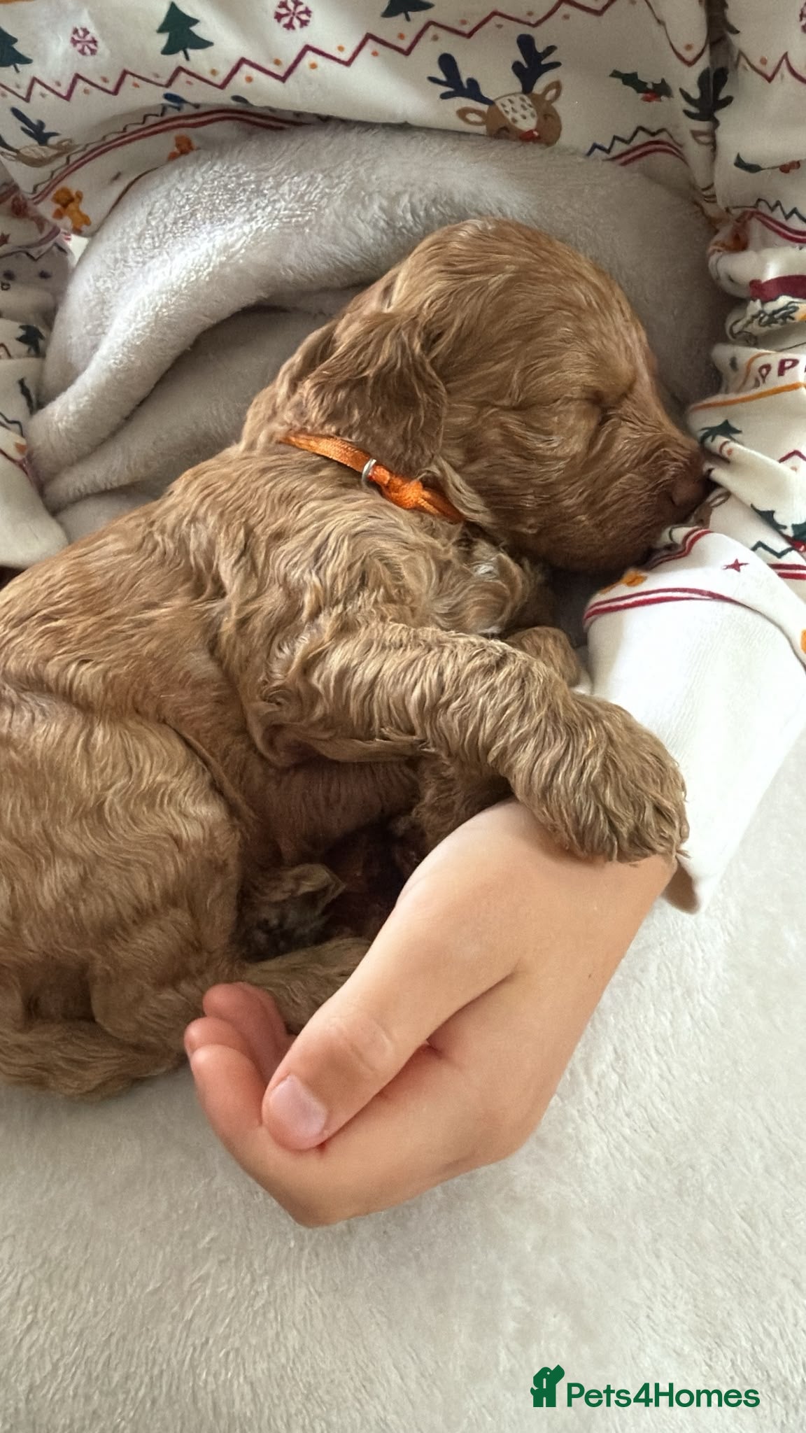 Labradoodle dogs 🐾 F1B Labradooles only 4 left QUICK 🐾   - Advert 2