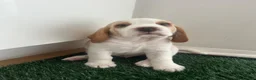 Beagle dogs for sale: Exceptional Breed Beagle Puppies in South Ockendon - Advert 4