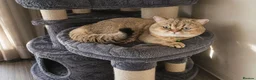 British Shorthair cats for stud: NY12⚜️GOLDEN BSH 🏆 TICA and GCCF reg 🩸 blood B - Advert 6