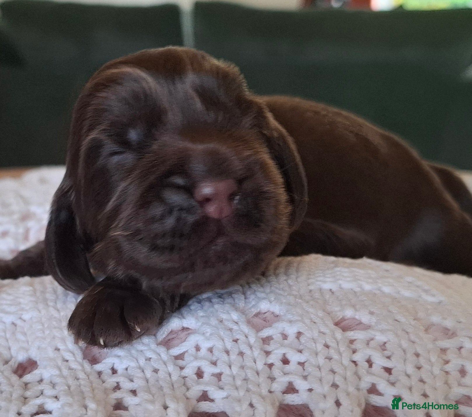 Cocker Spaniel dogs Show type KC Reg Cocker Spaniel Puppies Available - Advert 7