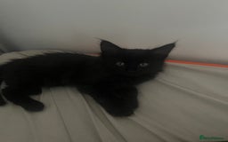 Mixed Breed cats for sale: 4 beautiful kittens for sale  - Image 11