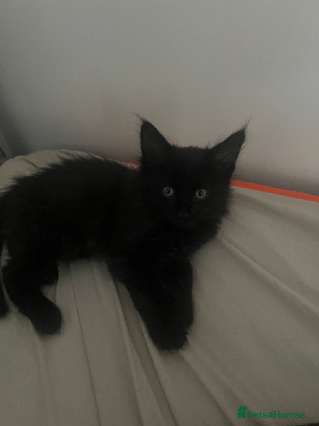 Mixed Breed cats for sale: 4 beautiful kittens for sale  - Image 11