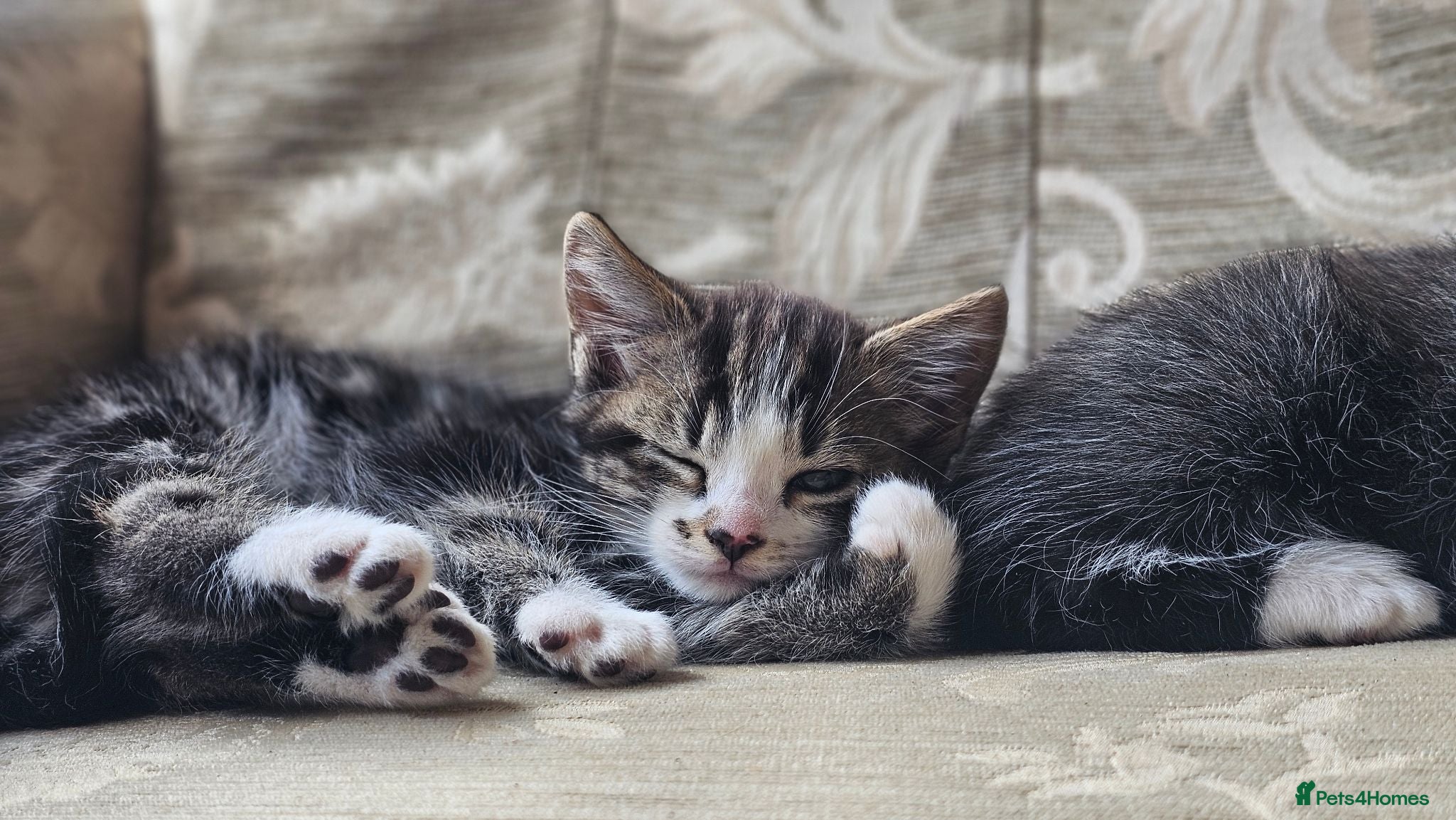 Mixed Breed cats Beautiful kittens 7 weeks old - Advert 16