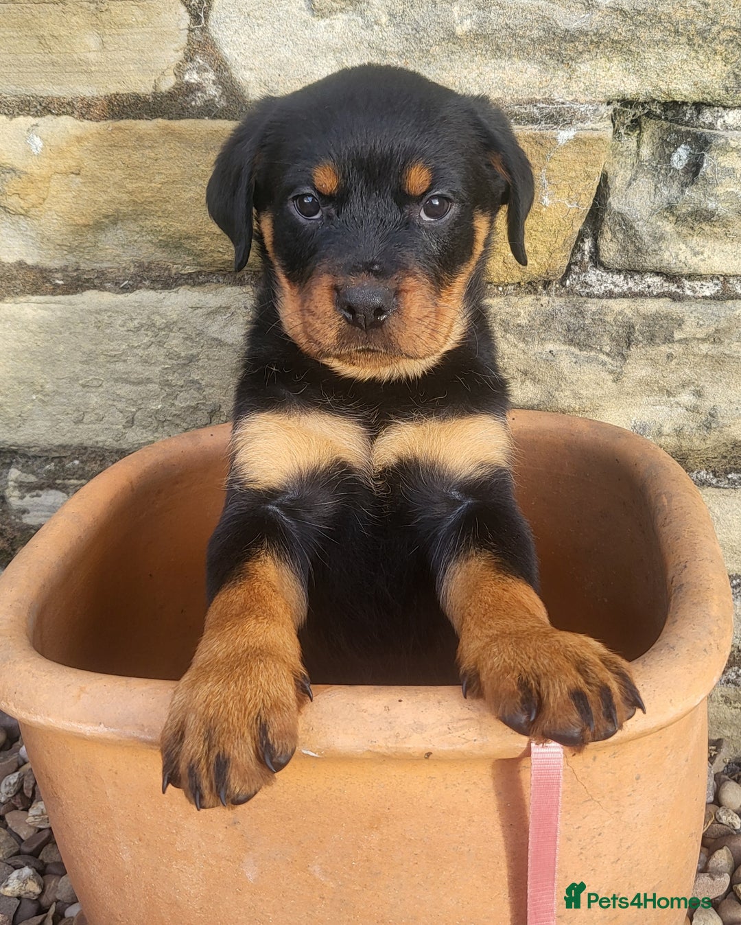 Rottweiler dogs for sale: Chunky Rottweiler Puppies  - Image 25