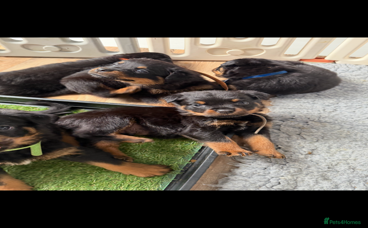 Rottweiler dogs - Advert 3